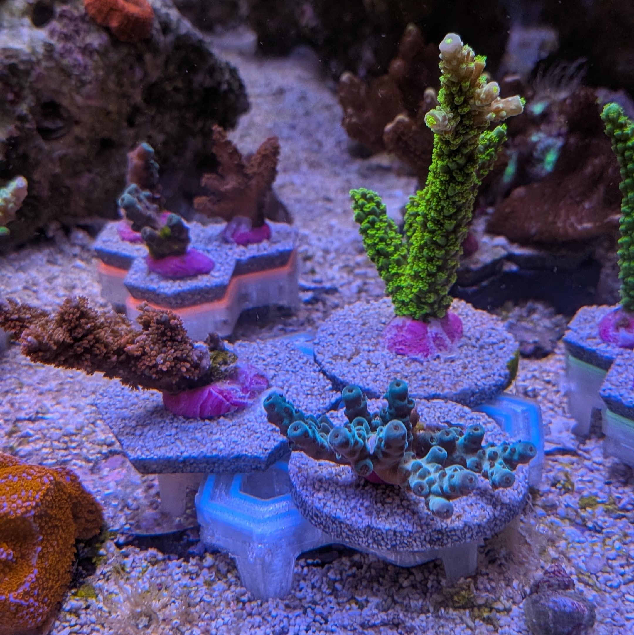 Reef-Plugs Größe "M" 50mm // Pin 13mm