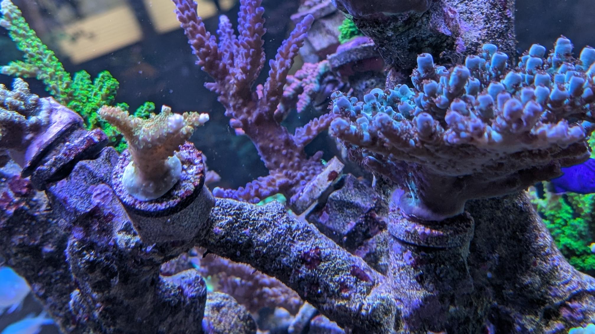 Reef-Plugs Standard 30mm // 10mm Pin