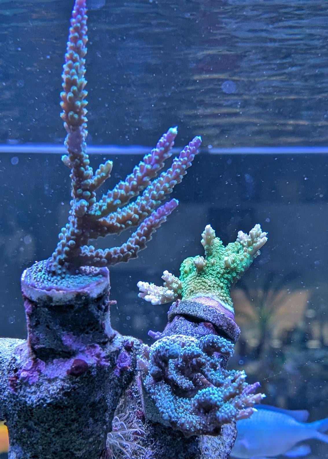 Reef-Plugs Standard 30mm // 10mm Pin