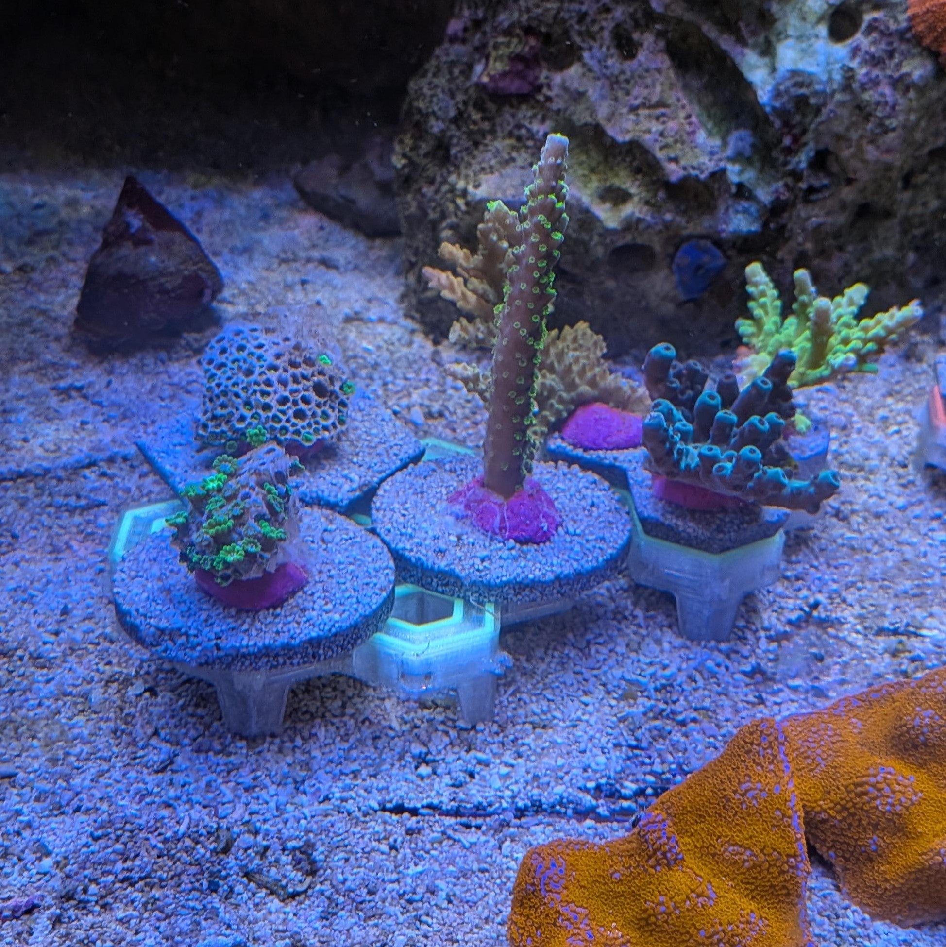 Reef-Plugs Größe "M" 50mm // Pin 13mm