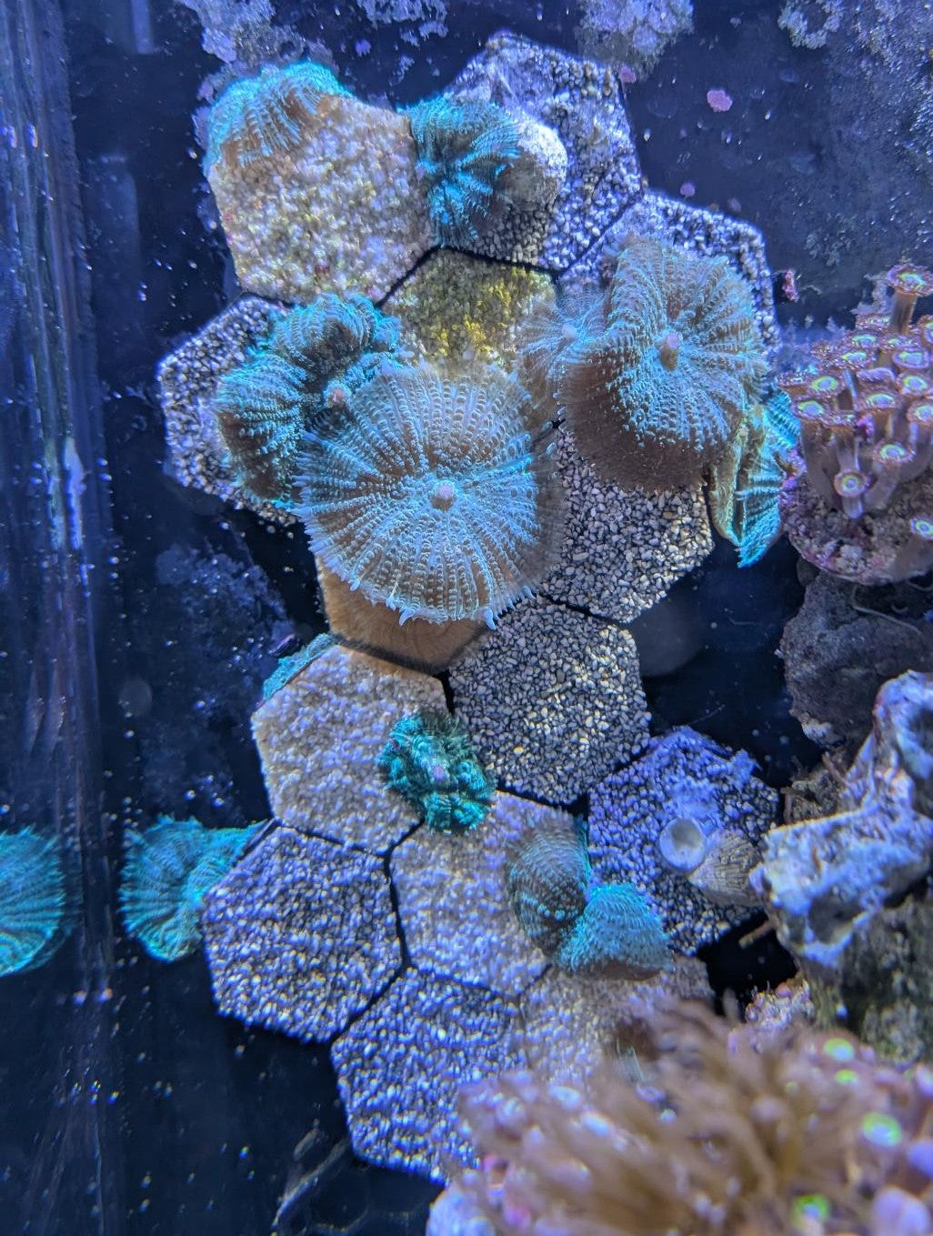 Reef-Plugs Hexagon 30mm // 10/13mm Pin inkl. Adapter