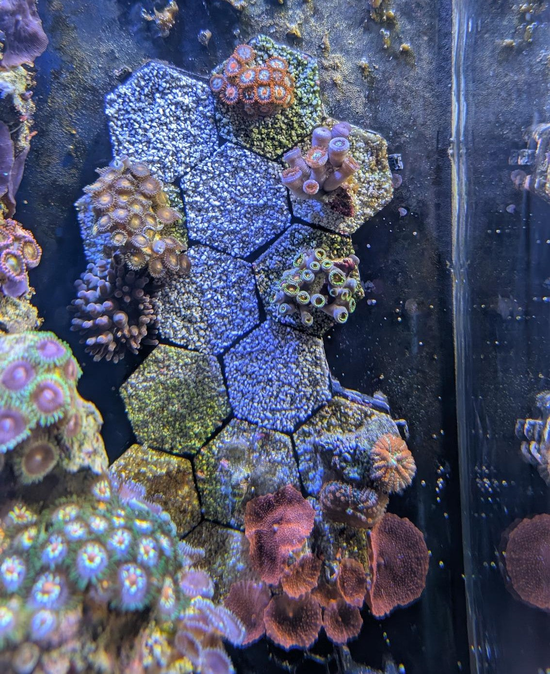 Reef-Plugs Hexagon 30mm // 10/13mm Pin inkl. Adapter