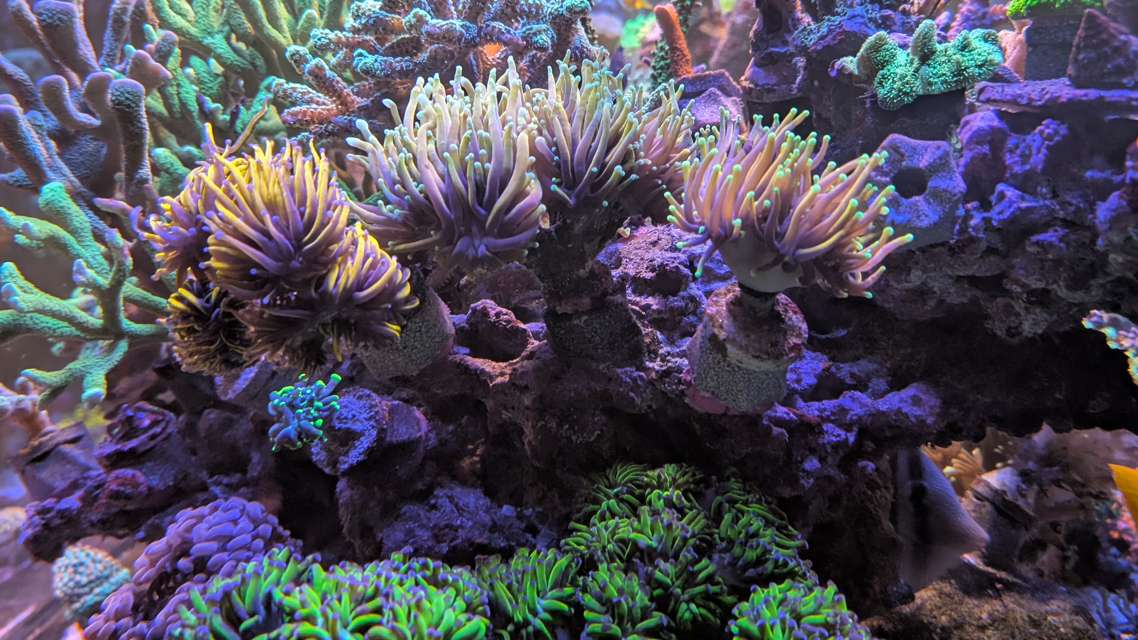 Reef-Plug Base für 10mm Pin