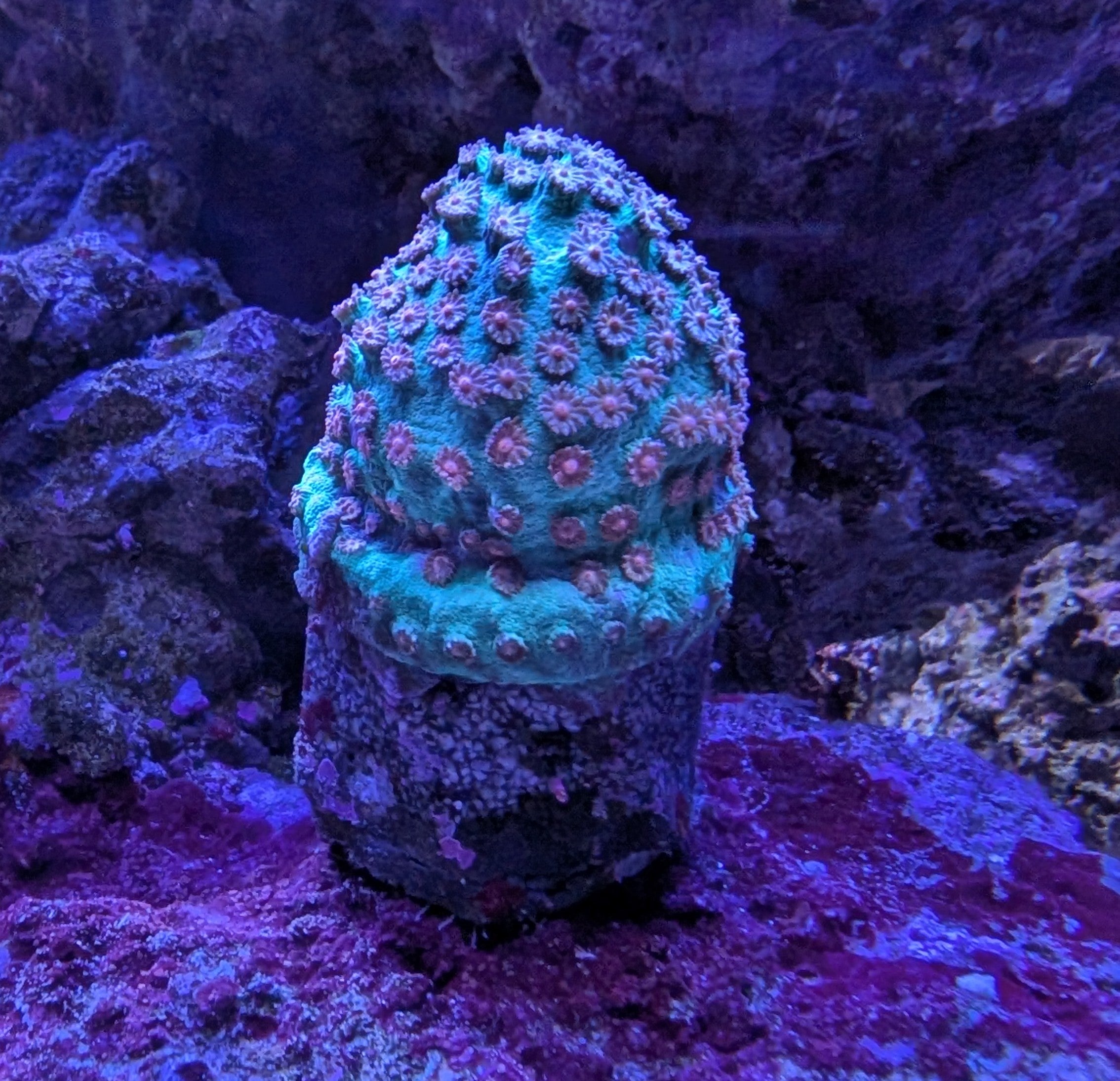 Reef-Plugs Standard 32mm // Pin 10/13mm inkl. Adapter