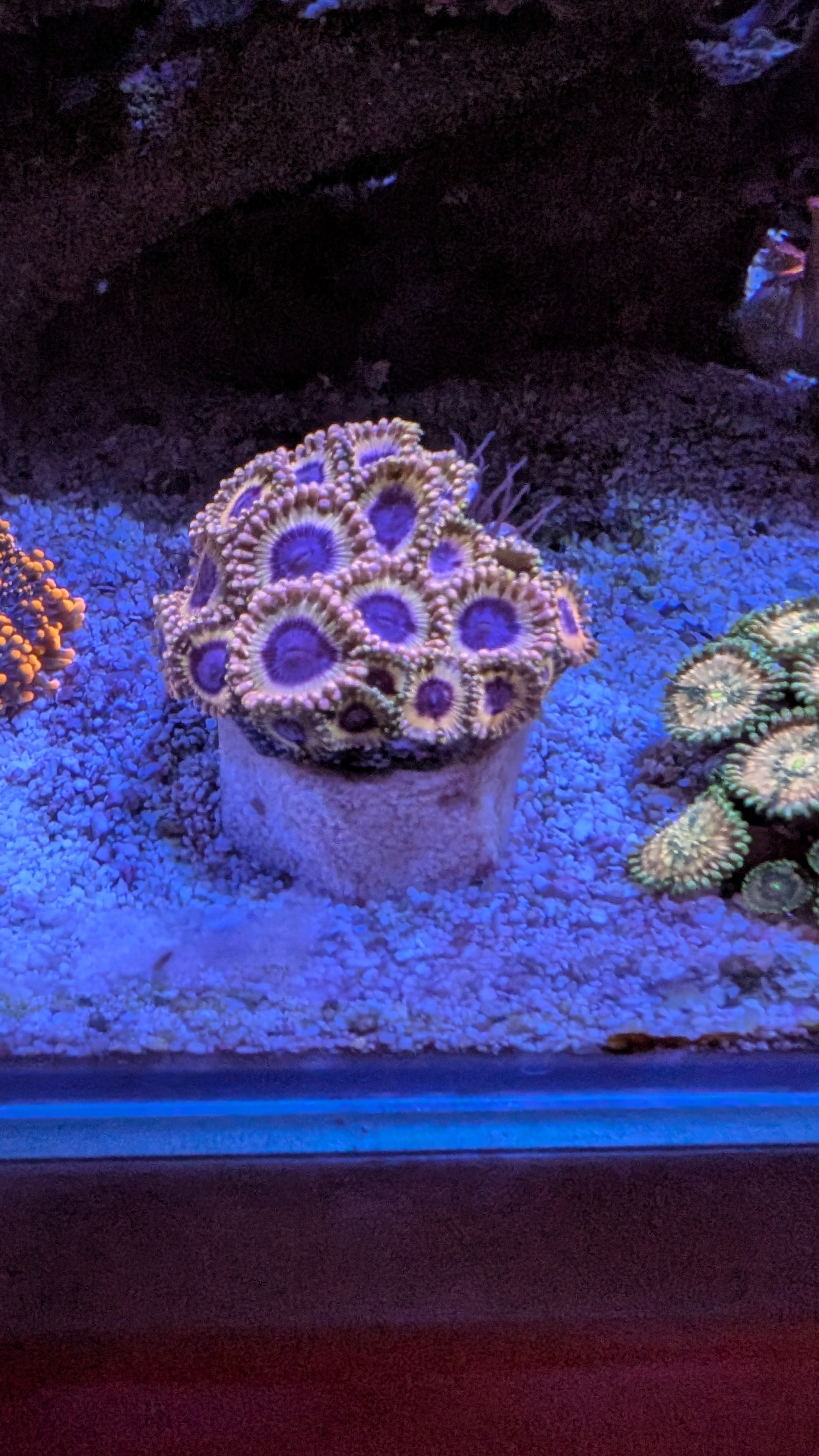 Reef-Plugs Standard 32mm // Pin 10/13mm inkl. Adapter